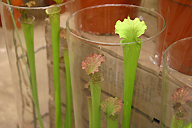 carnivorous plant at the market