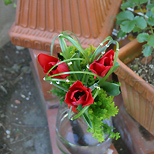 Tulip bouquet