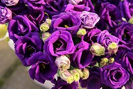 トルコキキョウ/ リシアンサス　　'リジーナブルーIII' 紫色
