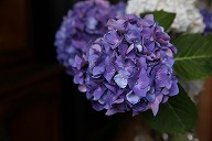 紫陽花　ハイドランジア　濃い紫