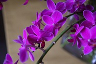 胡蝶蘭　ファレノプシス ミディタイプ　赤紫