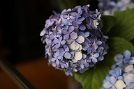 紫陽花 / ハイドランジア　水色