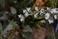 ユーカリ　グロボラス　花のつぼみ