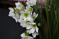 リューココリーネ 'ミドリ' 白の花びら　中心が緑